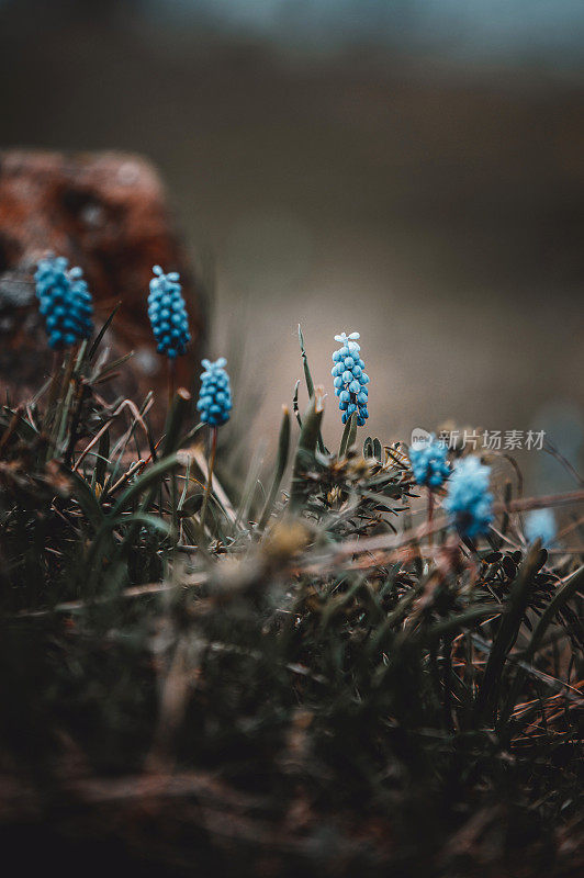 蓝葡萄风信子(Muscari armeniacum)在野外开花